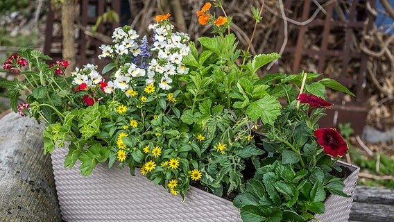 Verschiedene Pflanzen stehen im Blumenkasten nebeneinander. © NDR Foto: Udo Tanske