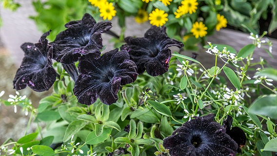 schwarze Petunien im Blumenkasten © NDR Foto: Udo Tanske