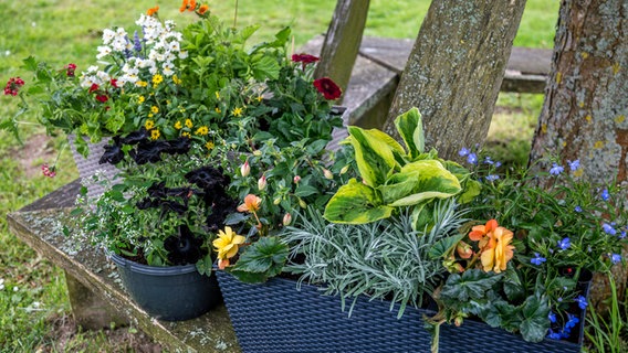 mehrere unterschiedlich bepflanzte Blumenkästen © NDR Foto: Udo Tanske