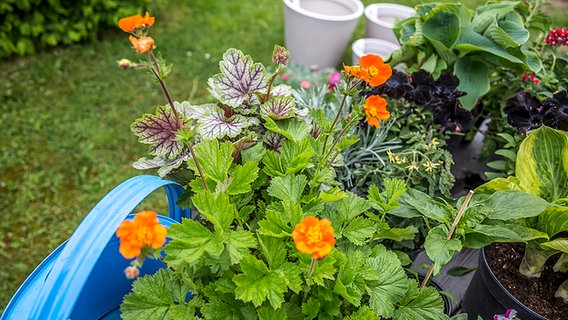 Verschiedene Pflanzen für einen sommerlichen Blumenkasten. © NDR Foto: Udo Tanske