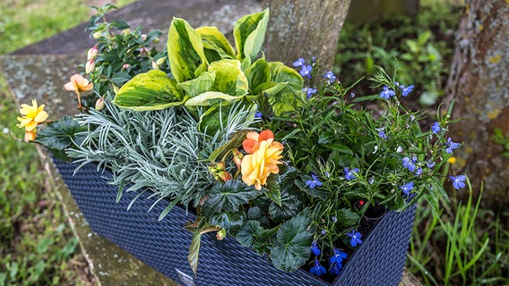 ein mit verschiedenen Blumen bepflanzter Blumenkasten, der für den Schatten geeignet ist © NDR Foto: Udo Tanske