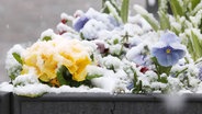 Mit Schnee bedeckte Hornveilchen, Primeln und Tulpen © imago/Rene Traut 