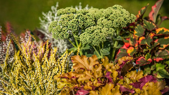 Ein herbstlich bepflanzter Blumentopf mit Heide und Fetthenne. © NDR Foto: Udo Tanske