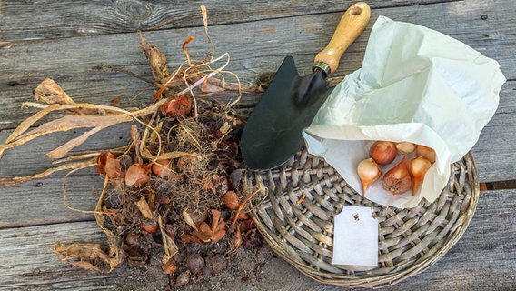 Flower bulbs and a shovel on a wooden table.  © fotolia.com Photo: Olesia Sarycheva