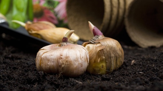 Blumenzwiebeln liegen vor Anzuchttöpfen auf Erde © imago/blickwinkel 