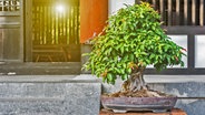 Ein Bonsai steht neben einer Treppen an einem Hauseingang. © Fotolia Foto: Old Man Stocker