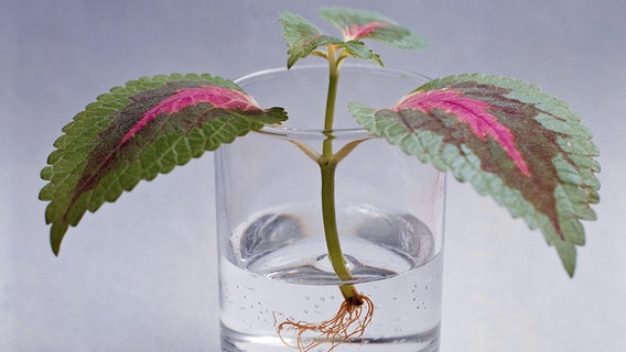 Steckling einer Buntnessel im Wasserglas © Picture-Alliance/Klett Foto: Aribert Jung