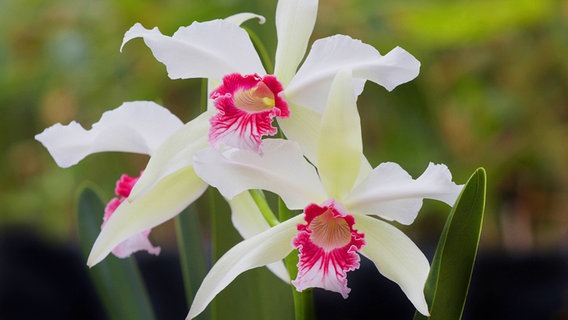 Blüten einer Cattleya-Orchidee © picture alliance / blickwinkel/C. Stenner | C. Stenner 