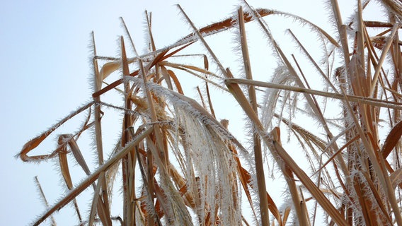 Mit Raureif überzogenes Chinaschilf © imago images / blickwinkel 