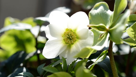 Weiße Blüte einer Christrose © imago images / Petra Schneider 