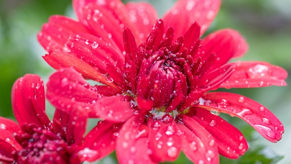 Rote Blüte einer Chrysantheme © picture alliance / Zoonar | Artush Foto 