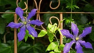 Clematis mit lilafarbener Blüte an einem Rankgitter © imago/blickwinkel 