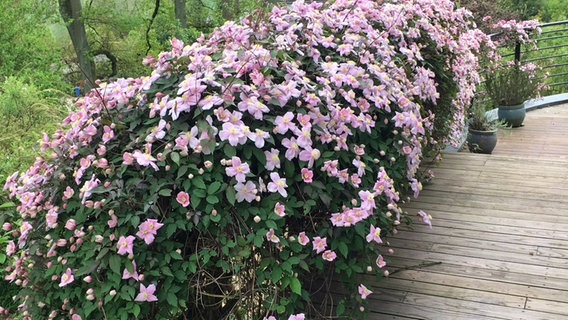 A blooming clematis climbs a balcony railing © NDR 