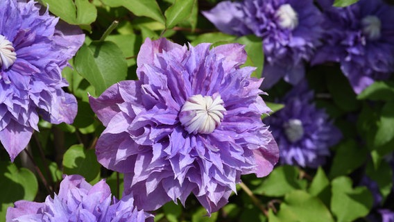 Lilafarbene Blüten einer Clematis der Sorte "Multi Blue" © imago images / Manfred Ruckszio 