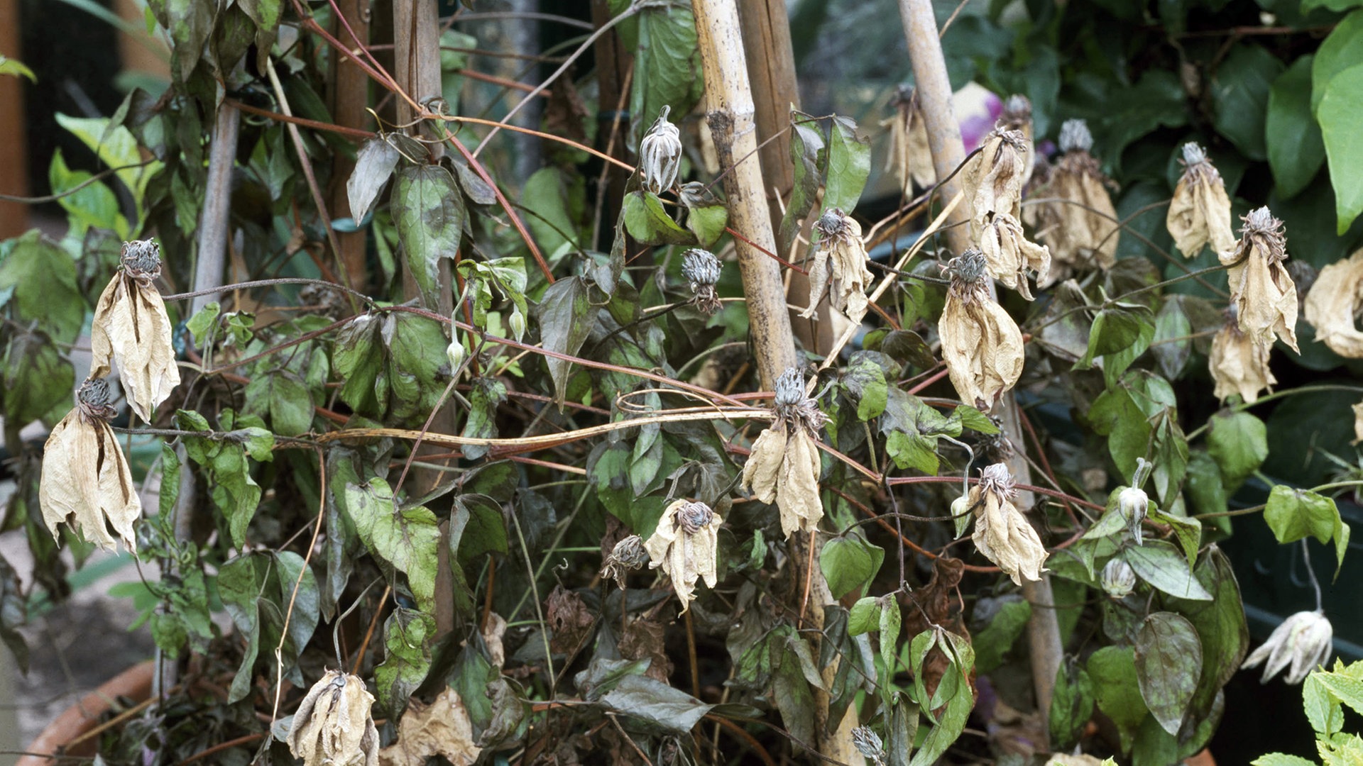 Welkepilz: Was hilft bei vertrockneten Clematis-Blättern? | NDR.de -  Ratgeber - Garten - Schädlinge