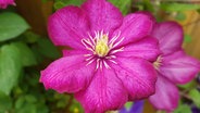 Rosafarbene Clematisblüte der Sorte 'Ville de Lyon' © imago images / Manfred Ruckszio 