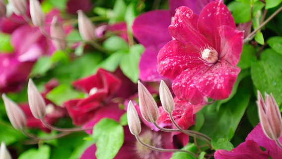 Rote Blüten und Knospen einer Clematis © Colourbox Foto: -