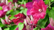 Rote Blüten und Knospen einer Clematis © Colourbox Foto: -
