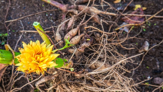 Die Knollen einer Dahlie liegen auf einem Blumenbeet. © NDR Foto: Udo Tanske