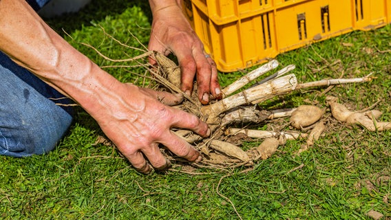 Gärtner Peter Rasch teilt eine große Dahlienknolle mit den Händen. Gärtner Peter Rasch teilt eine große Dahlienknolle mit den Händen. © NDR Foto: Udo Tanske
