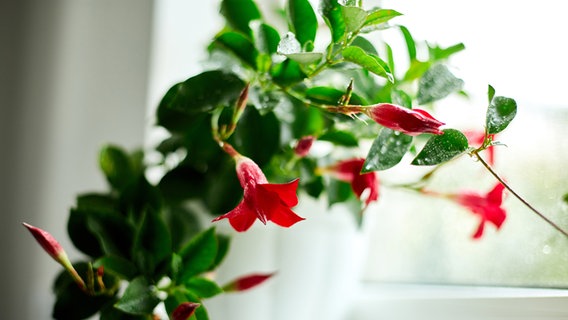 Eine rot blühende Dipladenia steht an einem Fenster. © PantherMedia Foto: Viktoriia Bondar
