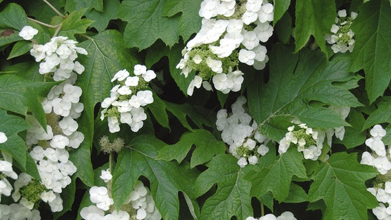 Blühende Eichenblättrige Hortensie © imago images / blickwinkel 