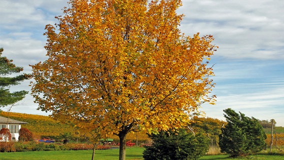 Herbstlicher Feld-Ahorn mit gelben Blättern © www.baum-des-jahres.de Foto: A. Roloff