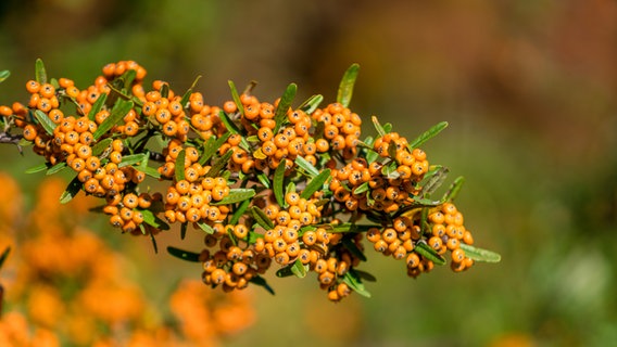 Orangefarbene Beeren wachsen an einem Feuerdorn © Colourbox Foto: Eugen Wais