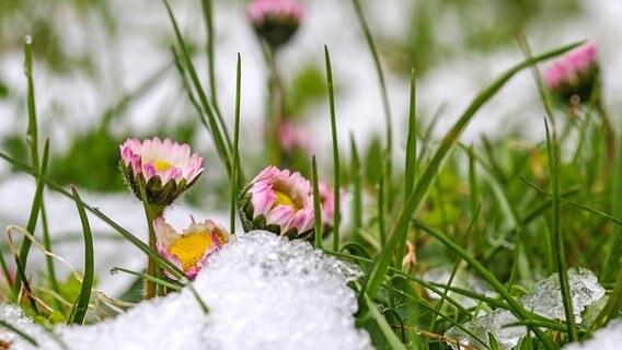 Mit Eis umgebene Gänseblümchen auf einer Wiese. © colourbox Foto: Astrid Gast