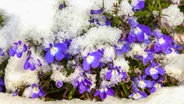 Zum Teil mit Schnee bedeckte blühende Lobelie. © colourbox Foto: -