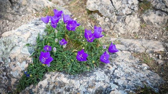 Eine kleine intensiv lila blühende Glockenblume wächst zwischen Steinen. © colourbox Foto: -