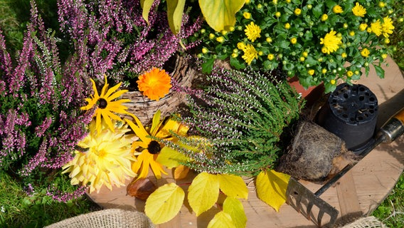 Verschiedene Heidepflanzen und eine Chrysantheme liegen zum Einpflanze bereit auf einem Rasen. © imago images/Shotshop 
