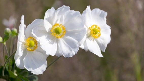 Weiße Blüten einer Herbst-Anemone © fotolia Foto:  foto50