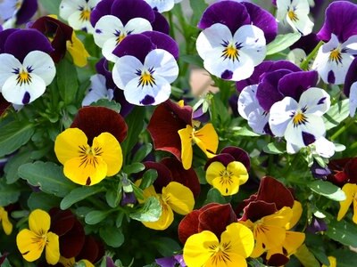 Stiefmutterchen Und Hornveilchen Pflanzen Ndr De Ratgeber Garten Zierpflanzen