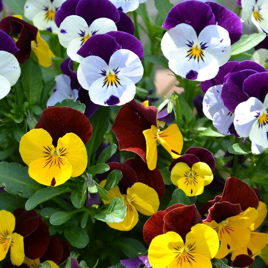 Stiefmutterchen Und Hornveilchen Pflanzen Ndr De Ratgeber Garten Zierpflanzen