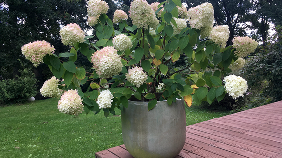 A panicle hydrangea grows in a bucket © NDR 