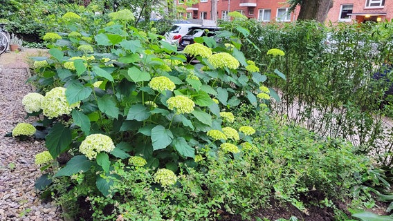 Eine blühende Hortensie im Eingangsbereich eines Hauses. Eine blühende Hortensie im Eingangsbereich eines Hauses. © NDR Foto: Kathrin Weber