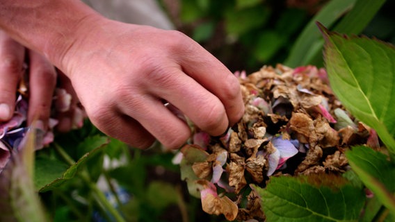 Ein Mann zupft an der vertrockneten Blüte einer Hortensie © NDR Foto: Udo Tanske