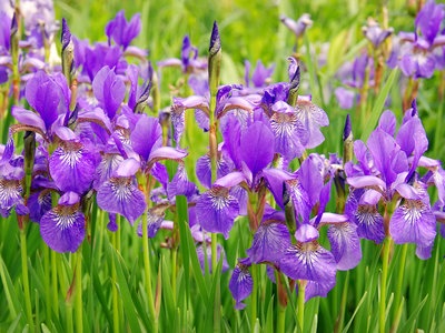 Schwertlilien: Iris pflanzen, pflegen, vermehren | NDR.de - Ratgeber -  Garten - Zierpflanzen