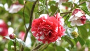 Rosa-weiße Kamelienblüte © imago images / blickwinkel 