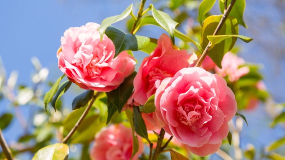Rosafarbene Kamelienblüten © imago images / Hanke 