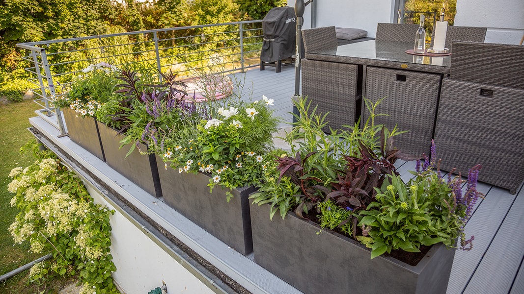 Kübelpflanzen: Schön für Balkon und Terrasse | NDR.de - Ratgeber - Garten