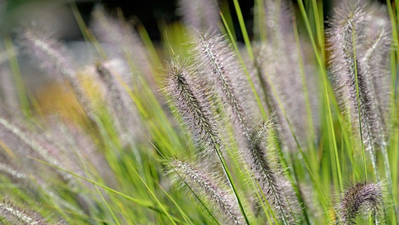 Lampenputzergras in Nahaufnahme © imageBROKER/Frederik 