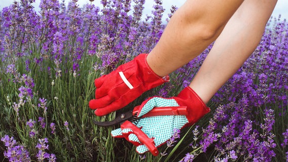 Lavendel wird zurückgeschnitten © lithiumphoto / fotolia Foto: lithiumphoto