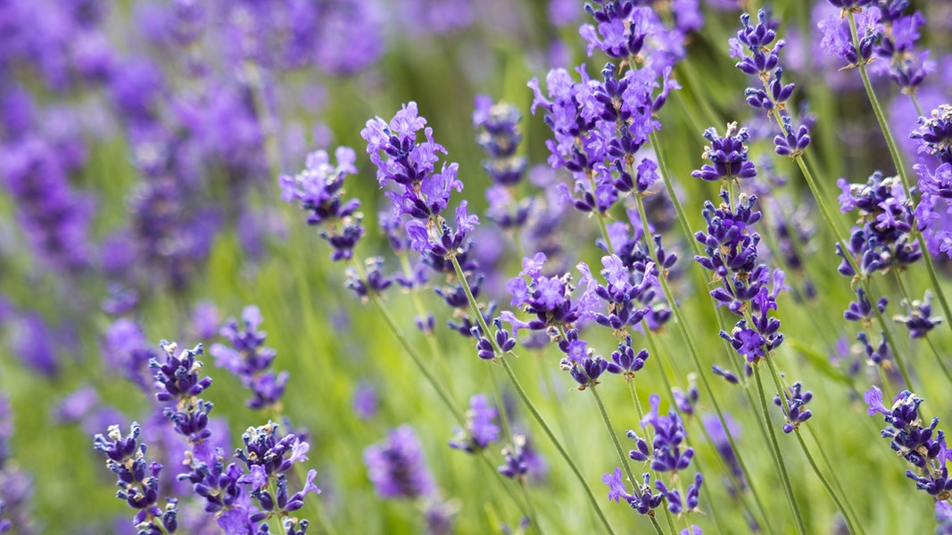 Lavendel Schneiden Pflanzen Und Pflegen Ndr De Ratgeber