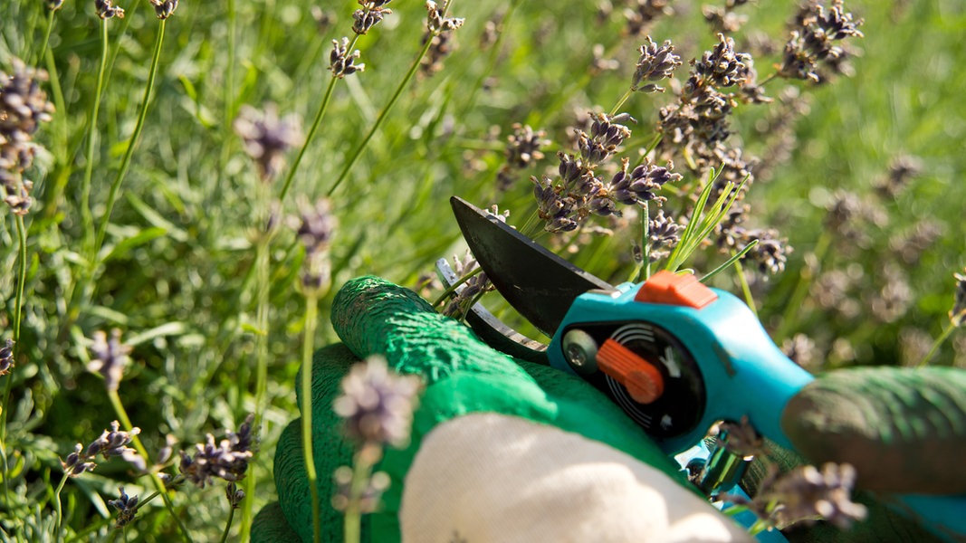 Verblühten Lavendel im Sommer schneiden | NDR.de ...