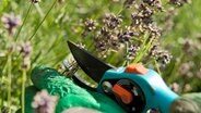Verblühter Lavendel wird mit einer Gartenschere zurückgeschnitten © picture alliance / dpa Themendienst Foto: Andrea Warnecke