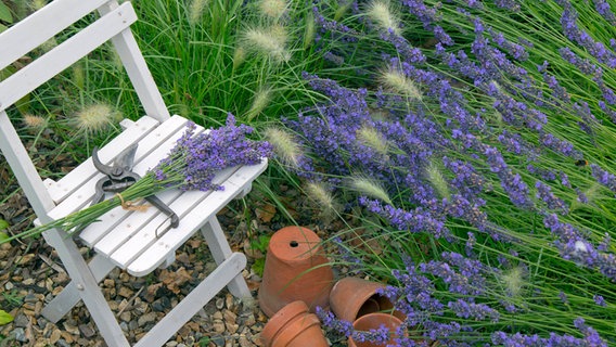 25+ toll Bilder Pflege Von Lavendel Im Garten - Pin auf Garten pflege - Die verholzten äste bilden von sich aus keine neuen triebe und treiben auch nach einem rückschnitt nur widerwillig aus.