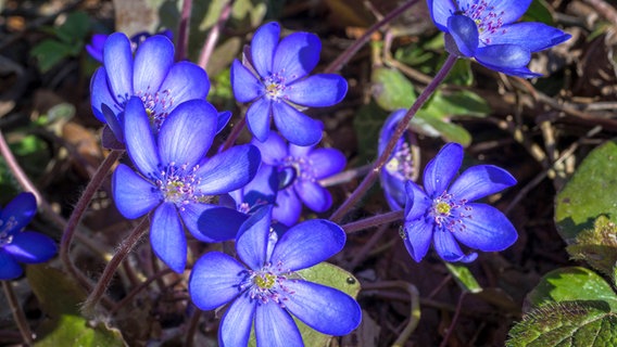 Blau blühende Leberblümchen © imago images / Peter Widmann 