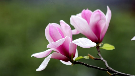 Pinkfarbene Blüte einer Tulpenmagnolie © imago images / Imaginechina-Tuchong 
